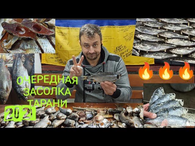 засолка вкуснейшей тарани сухим посолом продолжается !!! ТАРАНИ много не бывает )))