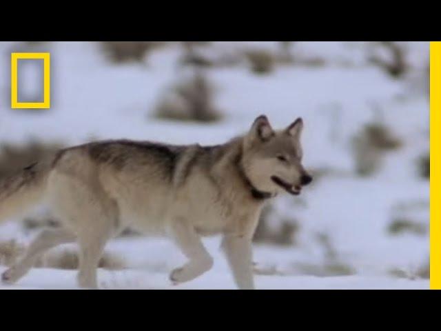 Wolf Hunting Tactics | National Geographic