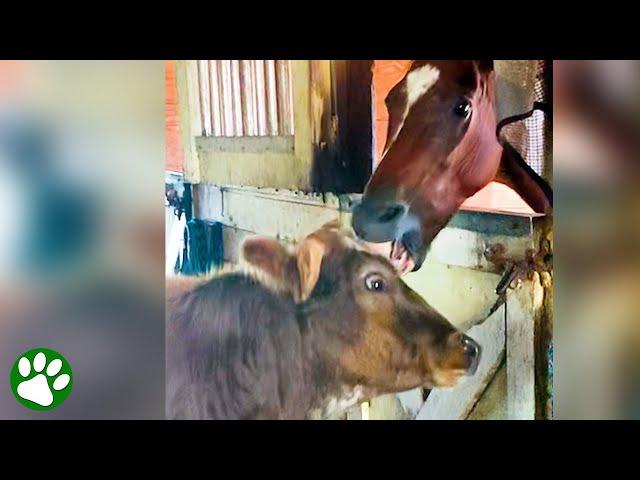 Friendly cow is determined to kiss every horse he sees