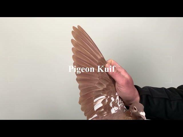 Karel Meulemans Signature Color by Descheemaecker Pigeon Center