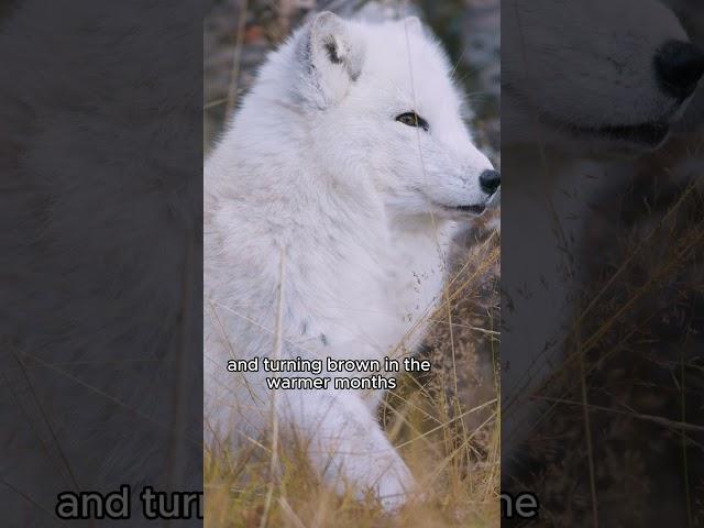 The Arctic Fox's Winter Coat Secret