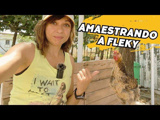 La gallina Fleky conoce a las demás y le enseño a subirse a su casa Vlog135