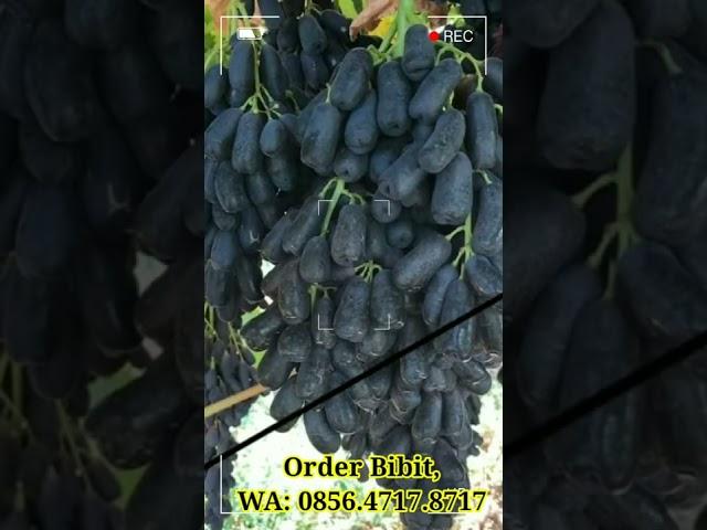 Anggur Hitam Unik Tanpa Biji Dan Panjang Import, Jenis Anggur Moondrop Black Seedless.. #shorts 5