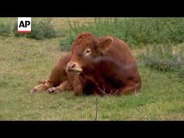 UK farmers worried by Brexit crisis