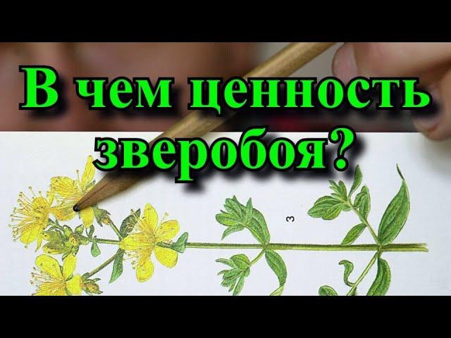 Зверобой польза и вред для человеческого организма