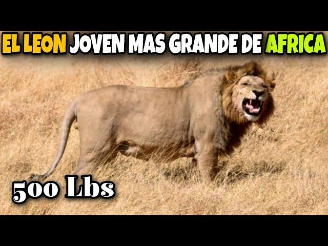 The BIGGEST YOUNG LION IN AFRICA | Feline History