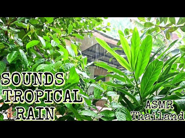 ASMR SOUNDS of TROPICAL rain Thailand