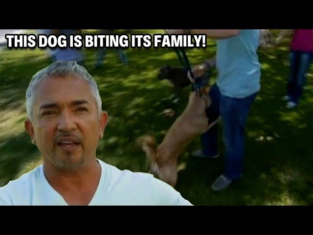 Stopping Two Dogs From Ripping Each Other Apart | Cesar 911 Throwbacks