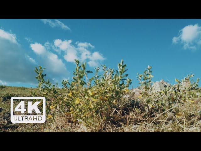 Steppe flowers and the Sky | 4K | Windy ambience