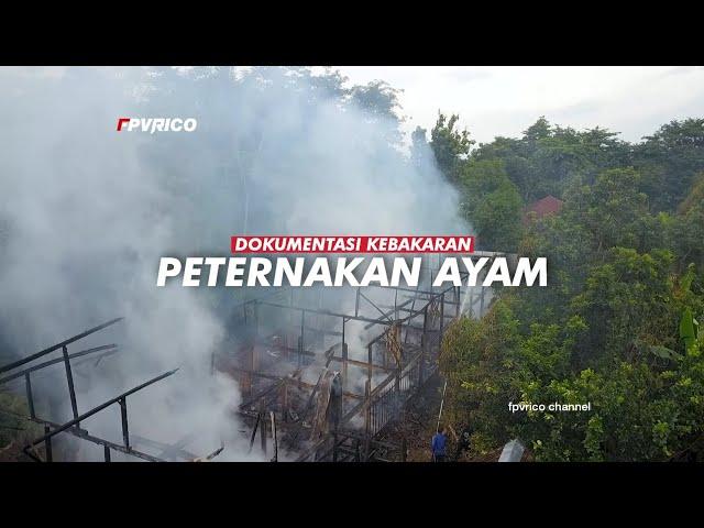 KEBAKARAN PETERNAKAN AYAM DI GEMBONG PATI HARI INI VIDEO DRONE