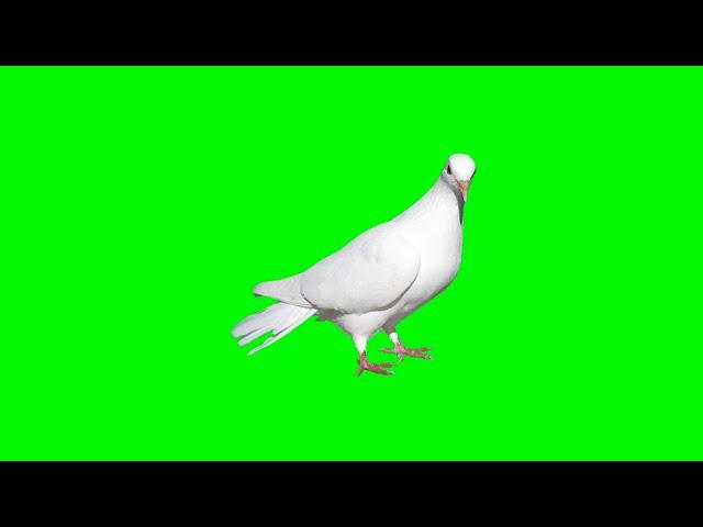 White Pigeon On Green Screen Chroma key Effects Sock Video