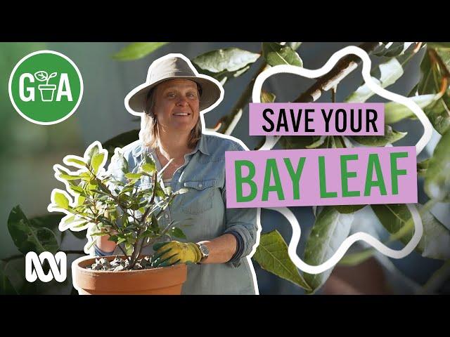 Save Your Bay Leaf This Spring | Gardening 101 | Gardening Australia