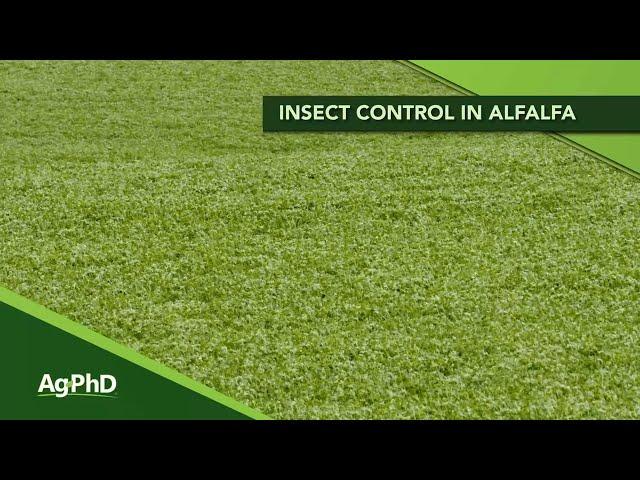 Insect Control In Alfalfa (From Ag PhD Show #1155 - Air Date 5-24-20)