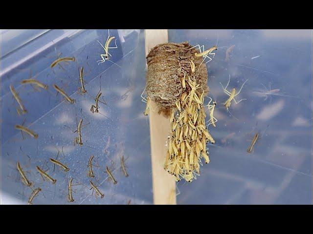 Praying Mantis Hatching Timelapse