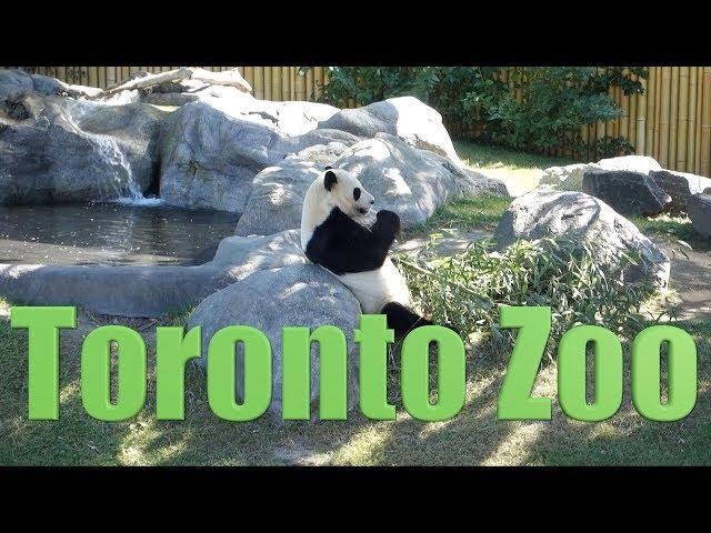 Canada 58 - Toronto Zoo - Zoological Park - Animal Park