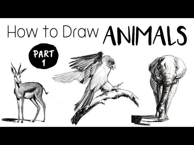 How to Draw & Sketch Animals - Part 1