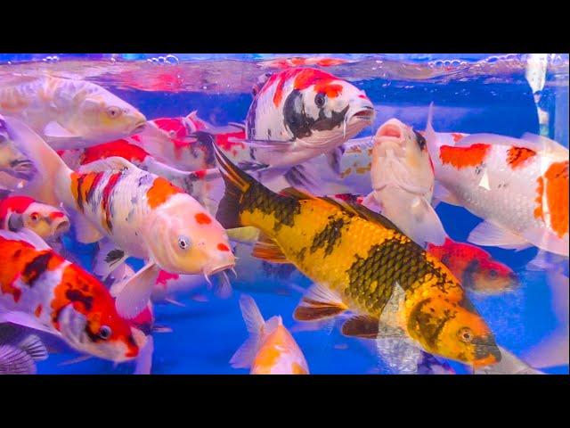 Buying Koi Fish for my Koi Pond in Biggest Koi Market