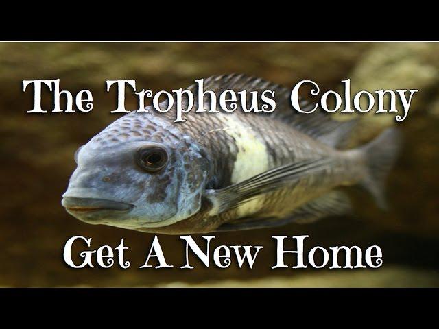 The Tropheus Colony Get A New Home