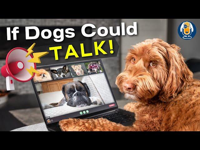 If Dogs Could Talk! 7 Categories To Understanding Your Dog’s Behavior As Communication