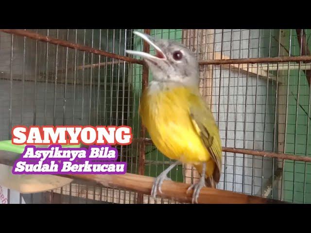 BURUNG SAMYONG GACOR Asyiknya bila sudah Berkicau  Memiliki 1001 kaicauan