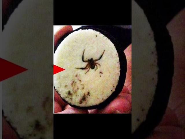 They found a spider in the Oreo… #shorts #youtubeshorts