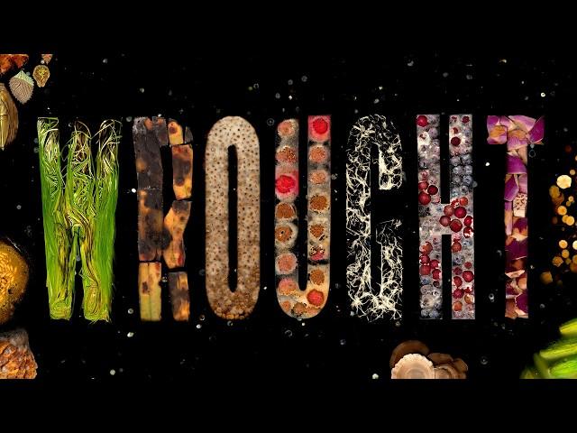 Mesmerizing time-lapses of rotting animals, food and plants