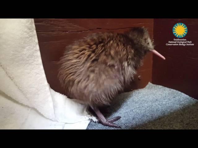 Endangered Kiwi Chick Hatched at the Smithsonian  Conservation Biology Institute