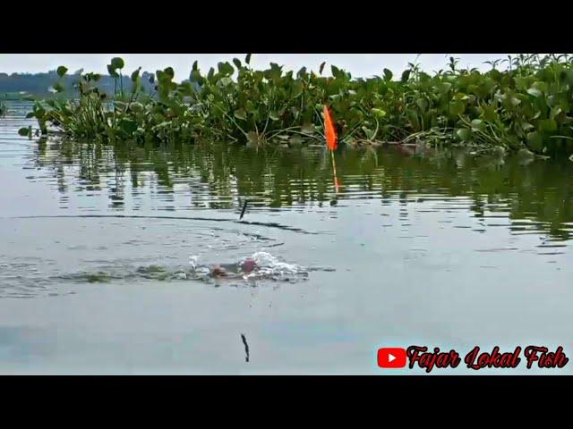 Waduk Cengklik TerbaruIkan Berot" Di Depan Mata || Mancing Waduk Cengklik