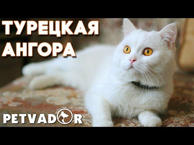 Турецкая ангора кошка - описание породы. Уход и содержание породы кошек.