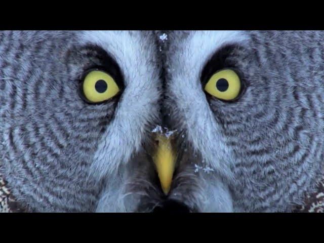 Mesmerising Owl Moments | BBC Earth