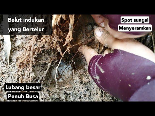 Mancing belut indukan yang sedang bertelur, tarikannya bikin susah tidur | fishing eels that lay egg