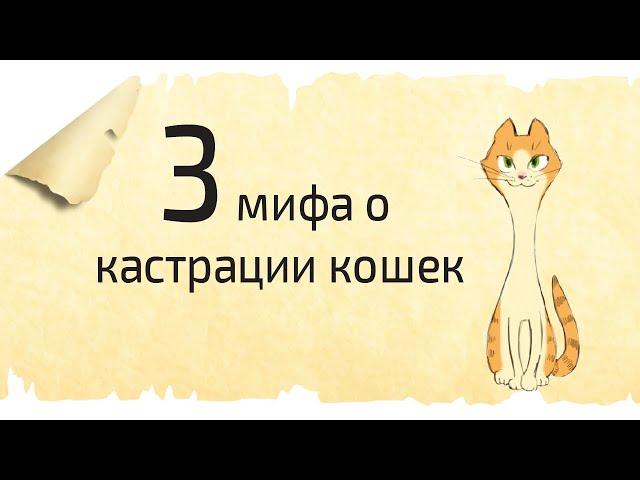 КАСТРАЦИЯ И СТЕРИЛИЗАЦИЯ КОШЕК. 3 мифа об операции по кастрации кошек