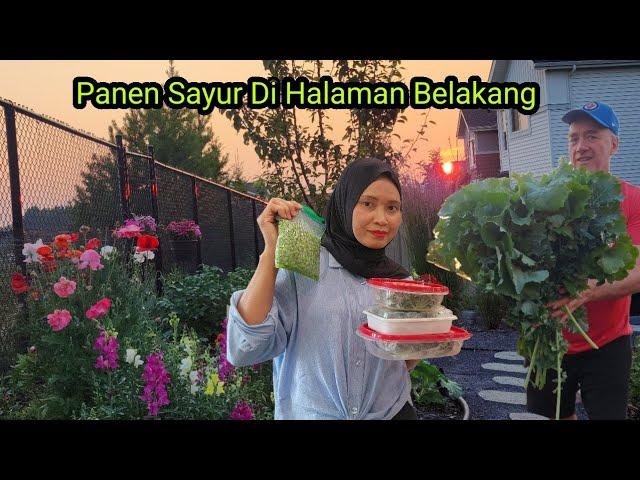 Panen Sayur Kale & Peas & Cara Bekuinya Biar Awet Stock di Freezer,  Raspberry Juga Siap Petik.