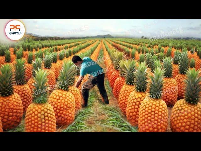 The Most Modern Agriculture Machines That Are At Another Level , How To Harvest Carrots In Farm 4