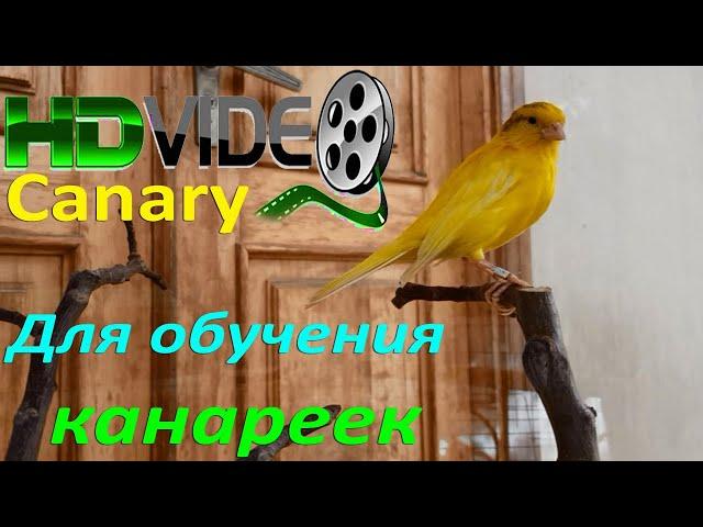 A crisp, bright image of a singing canary. Canary Singing Best Workout Singing Training 18 minutes