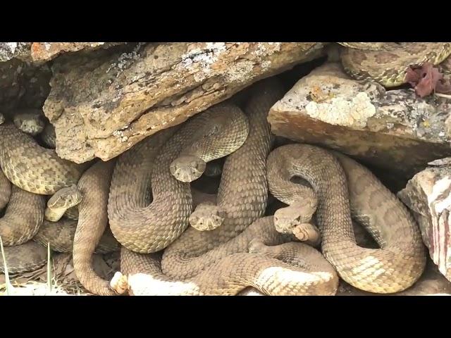 Prairie Rattlesnakes at a Mega-den in Colorado