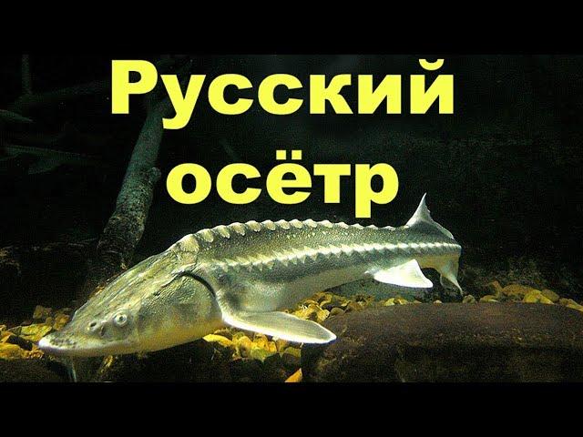 Русская рыбалка 4 Осётр Русский Ахтуба