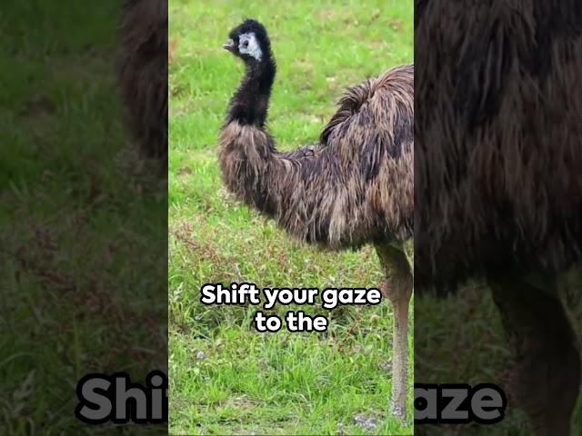 Top Flightless... Birds? Cassowary, Emu & Ostrich