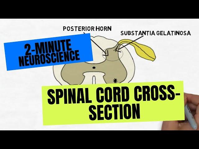 2-Minute Neuroscience: Spinal Cord Cross-section