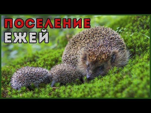 ПОСЕЛЕНИЕ ЕЖЕЙ НА УЧАСТКЕ | ЁЖ - ДРУГ ЧЕЛОВЕКА ?