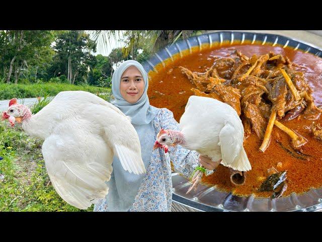 GULAI AYAM KERISIK SPECIAL !! Ayam Mutiara Bela Sendiri