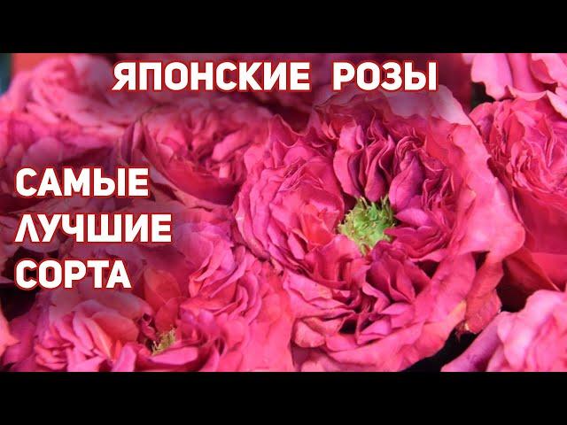 Розы , японские сорта - шедевры, без недостатков! Сила, мощь, красота, здоровье!