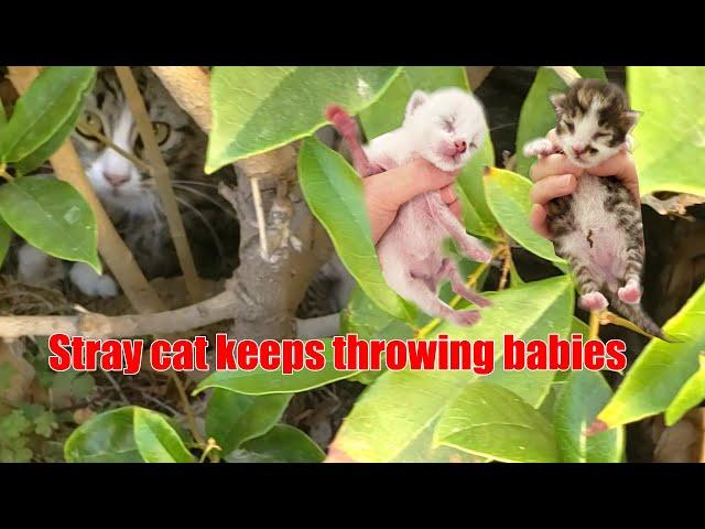 Cat abandoned newborn kittens again in my backyard  | Did she think about my feelings 