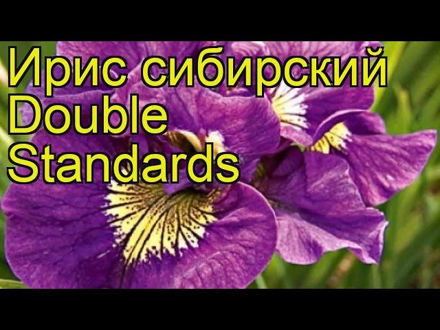 Ирис сибирский Двойные стандарты. Краткий обзор, описание iris sibirica Double Standards