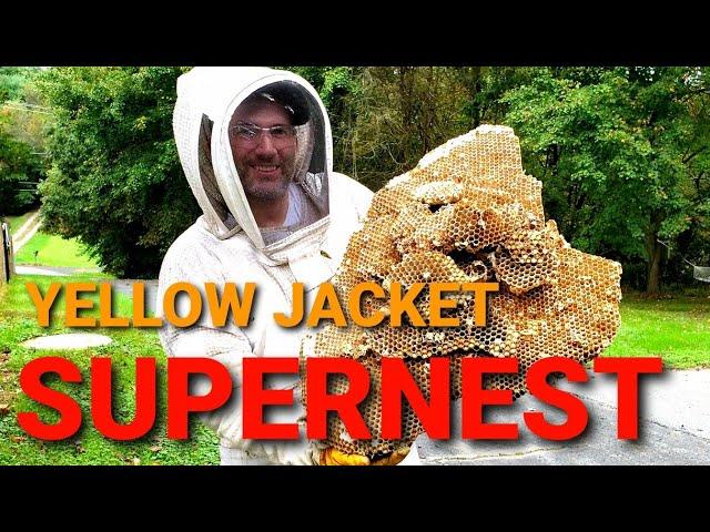 Yellow Jacket SUPERNEST | MASSIVE Yellow Jacket Nest Removal | Wasp Nest Removal