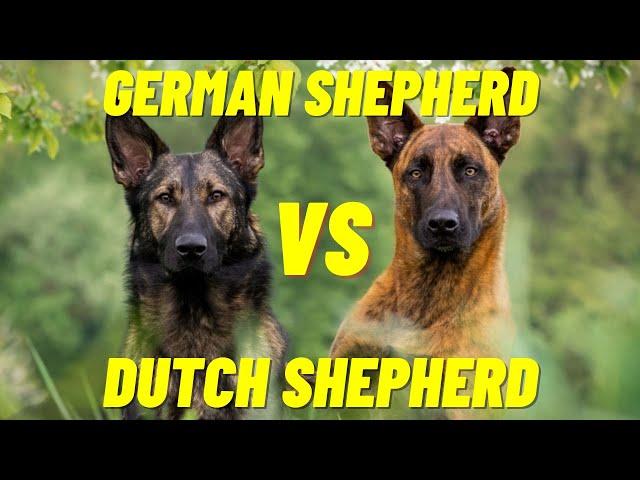 Dutch Shepherd Vs German Shepherd - The difference between the two dog breeds