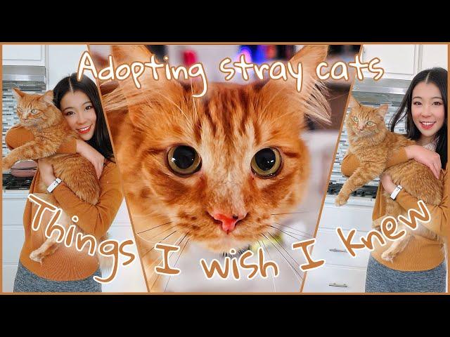 A stray cat followed me home| Things to know before adopting a stray cat| We Rescued a Stray Cat