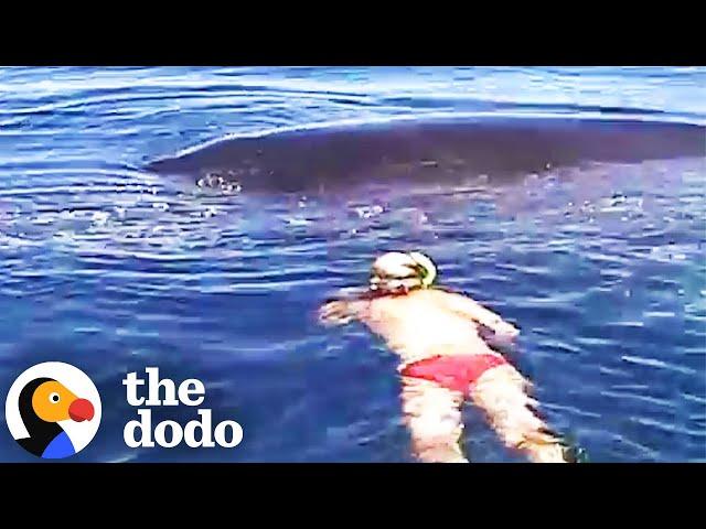 Diver Thought It Was Too Late To Save Lifeless Humpback Whale Until... | The Dodo