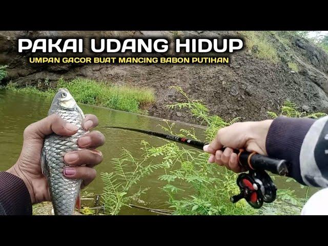 UMPAN UDANG HIDUP !! Mancing Babon Putihan Waduk Wadaslintang