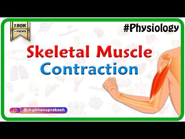 Skeletal muscle contraction : Muscle physiology Animations